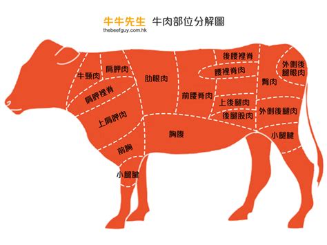 牛肉位置|一圖看懂牛肉所有部位！教你做出更美味的料理